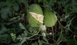 温州男子爆料叶丛视频,揭秘背后惊人真相